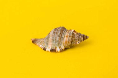 Renkli arka planda plaj deniz kabukları. Kopyalama alanı kullan.