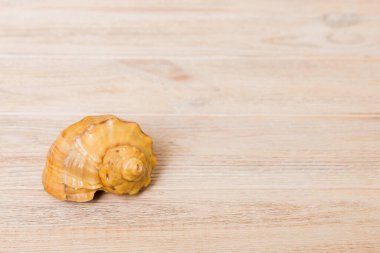 Renkli arka planda plaj deniz kabukları. Kopyalama alanı kullan.