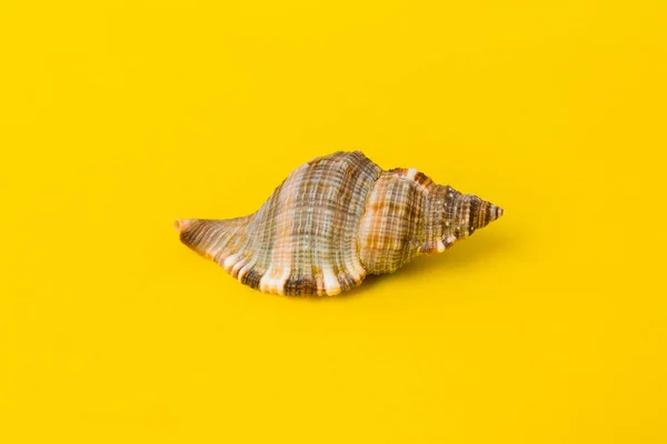 Beach Seashells Colored Background Mock Copy Space — Φωτογραφία Αρχείου