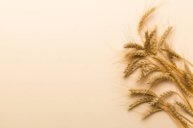 Buğday yaprağı kulakları kapanıyor ve tohumlar renkli arkaplanda. Doğal tahıl bitkisi, hasat zamanı konsepti. Üst manzara, fotokopi alanı olan düz bir yer. dünya buğday krizi.