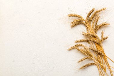 Buğday yaprağı kulakları kapanıyor ve tohumlar renkli arkaplanda. Doğal tahıl bitkisi, hasat zamanı konsepti. Üst manzara, fotokopi alanı olan düz bir yer. dünya buğday krizi.