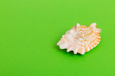 Renkli arka planda plaj deniz kabukları. Kopyalama alanı kullan.