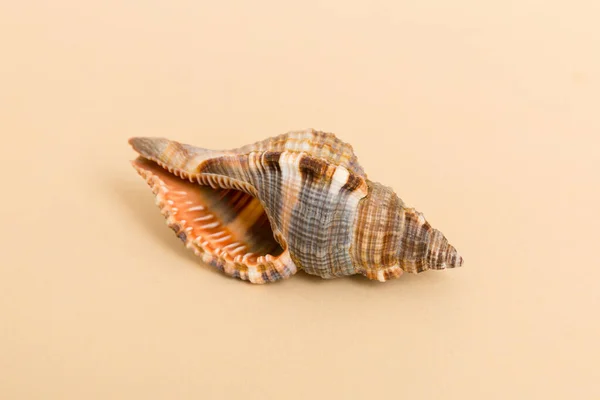 Beach Seashells Colored Background Mock Copy Space — Stock Photo, Image