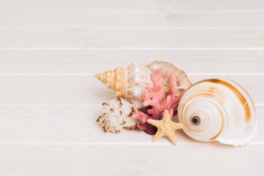 Beach seashells on colored background. Mock up with copy space.