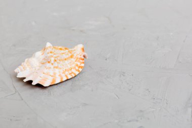 Renkli arka planda plaj deniz kabukları. Kopyalama alanı kullan.