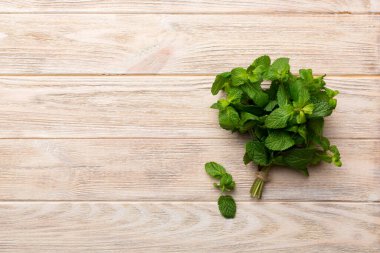 Nane yaprağı. Renkli arka planda taze nane. Darphane izole edilmiş Üst görünümü kopyalama alanı ile bırakır.