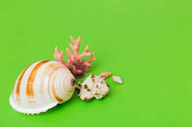 Renkli arka planda plaj deniz kabukları. Kopyalama alanı kullan.