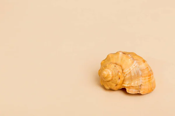 Conchiglie Spiaggia Sfondo Colorato Fingere Con Spazio Copia — Foto Stock