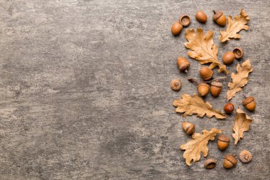 Renkli arka planda yeşil meşe yaprakları ve meşe palamudu olan dal, üst görünümü kapat.