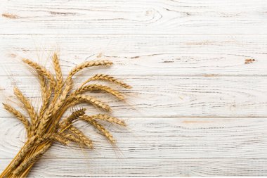 Buğday yaprağı kulakları kapanıyor ve tohumlar renkli arkaplanda. Doğal tahıl bitkisi, hasat zamanı konsepti. Üst manzara, fotokopi alanı olan düz bir yer. dünya buğday krizi.