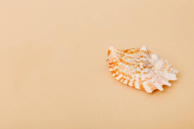 Renkli arka planda plaj deniz kabukları. Kopyalama alanı kullan.