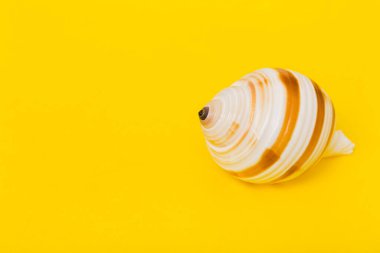 Renkli arka planda plaj deniz kabukları. Kopyalama alanı kullan.