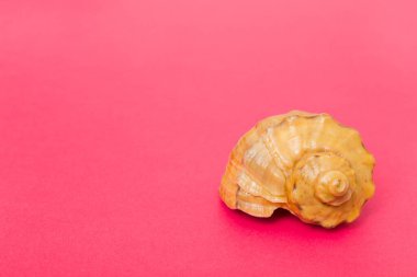 Renkli arka planda plaj deniz kabukları. Kopyalama alanı kullan.