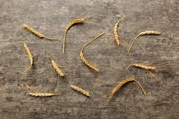 Buğday Yaprağı Kulakları Kapanıyor Tohumlar Renkli Arkaplanda Doğal Tahıl Bitkisi — Stok fotoğraf