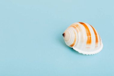 Renkli arka planda plaj deniz kabukları. Kopyalama alanı kullan.