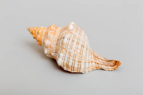 Beach Seashells Colored Background Mock Copy Space — Photo