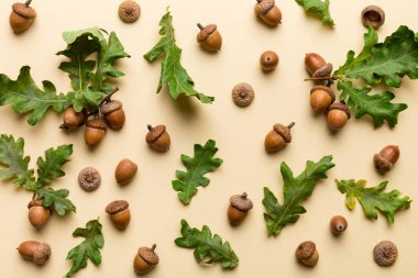 Renkli arka planda yeşil meşe yaprakları ve meşe palamudu olan dal, üst görünümü kapat.