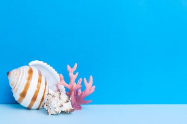 Renkli arka planda plaj deniz kabukları. Kopyalama alanı kullan.