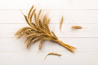 Buğday yaprağı kulakları kapanıyor ve tohumlar renkli arkaplanda. Doğal tahıl bitkisi, hasat zamanı konsepti. Üst manzara, düz yatış. dünya buğday krizi.