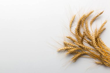 Buğday yaprağı kulakları kapanıyor ve tohumlar renkli arkaplanda. Doğal tahıl bitkisi, hasat zamanı konsepti. Üst manzara, fotokopi alanı olan düz bir yer. dünya buğday krizi.