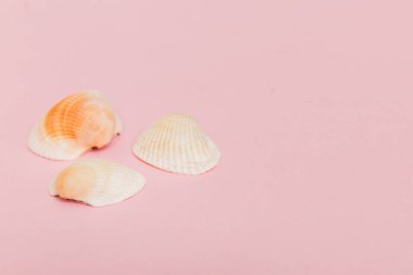 Renkli arka planda plaj deniz kabukları. Kopyalama alanı kullan.