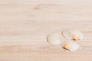Renkli arka planda plaj deniz kabukları. Kopyalama alanı kullan.
