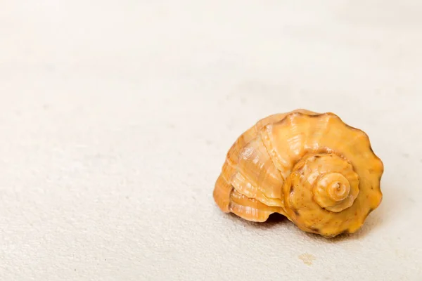 Conchiglie Spiaggia Sfondo Colorato Fingere Con Spazio Copia — Foto Stock