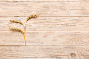 Buğday yaprağı kulakları kapanıyor ve tohumlar renkli arkaplanda. Doğal tahıl bitkisi, hasat zamanı konsepti. Üst manzara, fotokopi alanı olan düz bir yer. dünya buğday krizi.