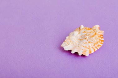 Renkli arka planda plaj deniz kabukları. Kopyalama alanı kullan.