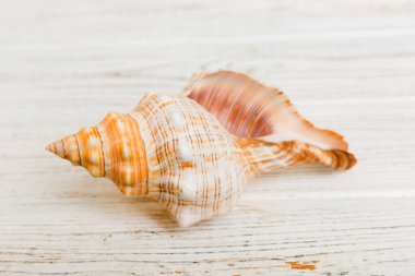 Renkli arka planda plaj deniz kabukları. Kopyalama alanı kullan.