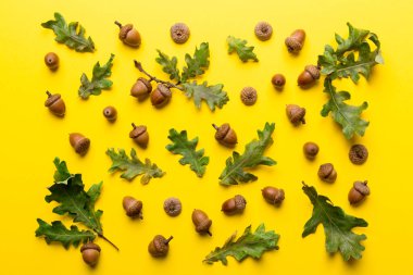 Renkli arka planda yeşil meşe yaprakları ve meşe palamudu olan dal, üst görünümü kapat.