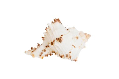 Deniz kabuğu beyaz arka planda izole edilmiş. Deniz kabuğu üst görüntüsünü kapat.