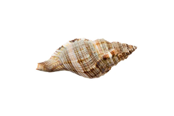 Sea Shell Isolated White Background Close Seashell Top View — Stockfoto