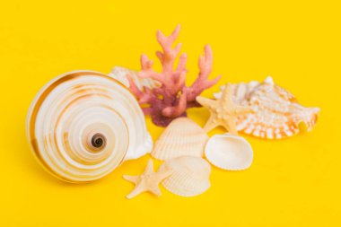 Renkli arka planda plaj deniz kabukları. Kopyalama alanı kullan.