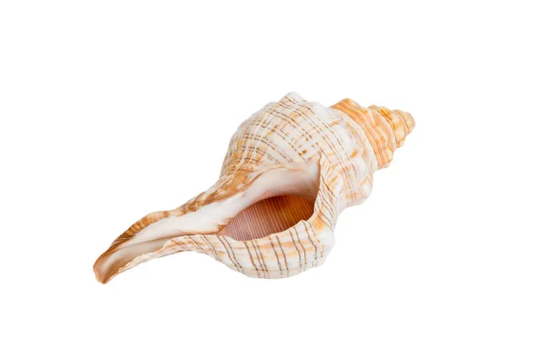 Sea Shell Isolated White Background Close Seashell Top View — ストック写真