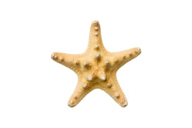Beyaz arka planda izole edilmiş doğal sarı deniz yıldızı.
