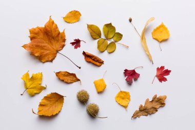 Sonbahar kompozisyonu. Masadaki kurumuş yapraklar ve diğer tasarım aksesuarlarından oluşan desen. Düz yatış, üst görünüm.