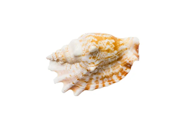 Sea Shell Isolated White Background Close Seashell Top View - Stock-foto