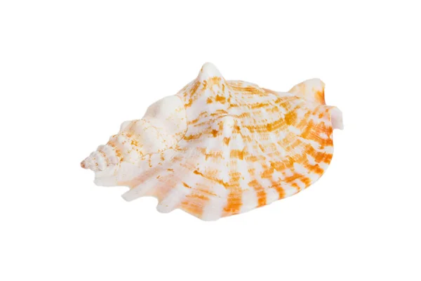 Sea Shell Isolated White Background Close Seashell Top View — Stockfoto