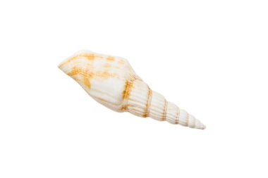 Deniz kabuğu beyaz arka planda izole edilmiş. Deniz kabuğu üst görüntüsünü kapat.