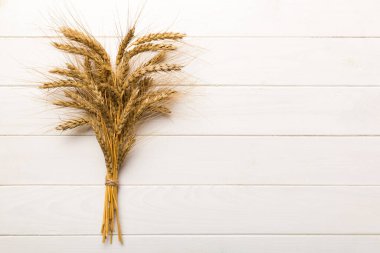 Buğday yaprağı kulakları kapanıyor ve tohumlar renkli arkaplanda. Doğal tahıl bitkisi, hasat zamanı konsepti. Üst manzara, fotokopi alanı olan düz bir yer. dünya buğday krizi.