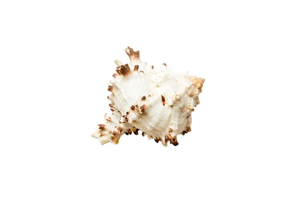 Морская Раковина Изолирована Белом Фоне Закрыть Раковину Вид Сверху — стоковое фото