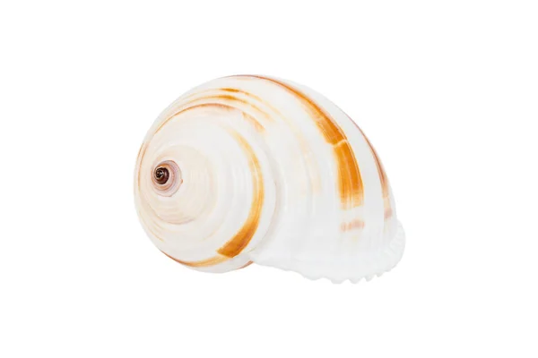 Sea Shell Isolated White Background Close Seashell Top View — Stockfoto