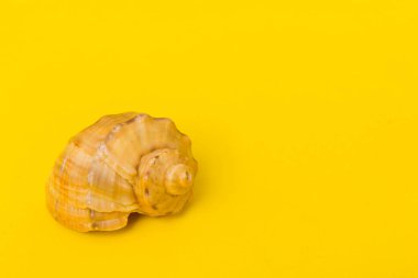 Renkli arka planda plaj deniz kabukları. Kopyalama alanı kullan.