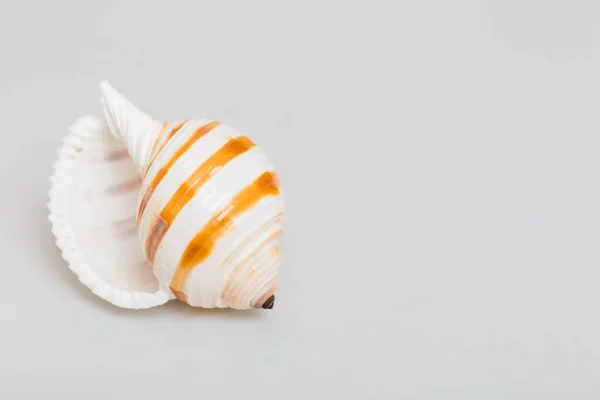 Beach Seashells Colored Background Mock Copy Space — Fotografia de Stock