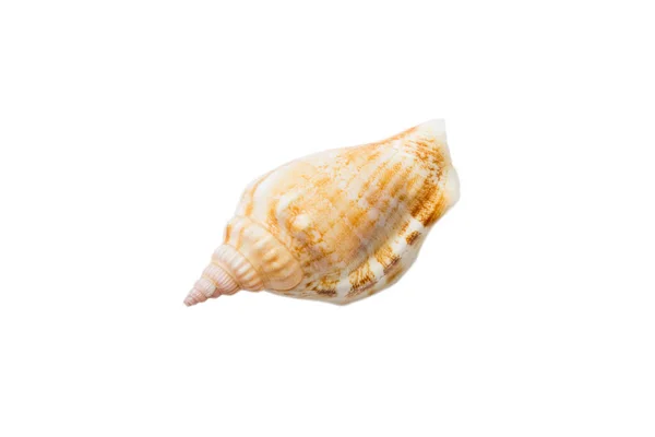 Sea Shell Isolated White Background Close Seashell Top View — Stockfoto