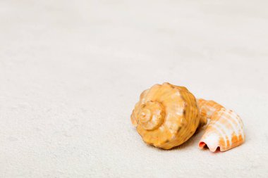 Beach seashells on colored background. Mock up with copy space.