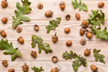 Renkli arka planda yeşil meşe yaprakları ve meşe palamudu olan dal, üst görünümü kapat.