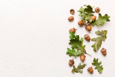 Renkli arka planda yeşil meşe yaprakları ve meşe palamudu olan dal, üst görünümü kapat.