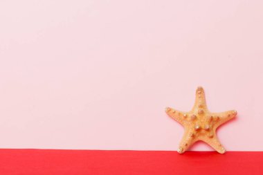 Renkli arka planda plaj deniz kabukları. Kopyalama alanı kullan.